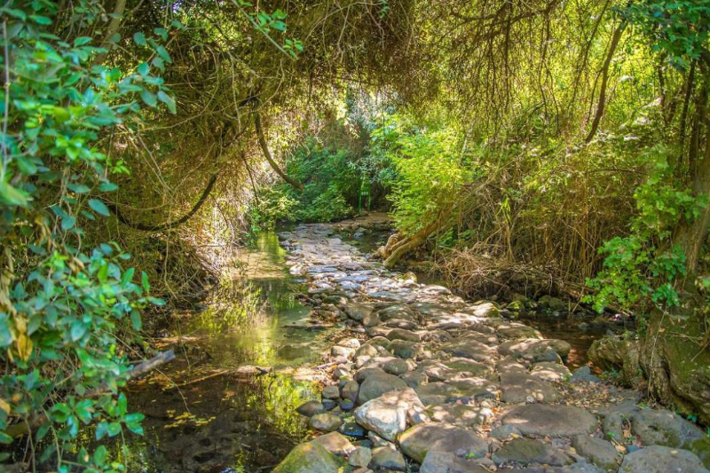 Banias – Golan Heights for Druze cooking class experience and dining at locals' homes